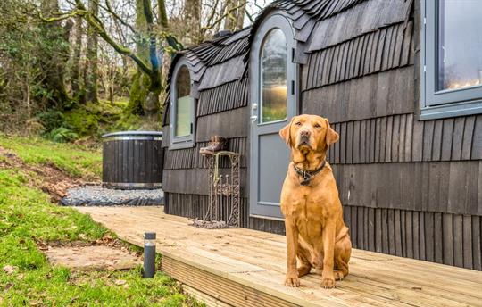 The Lost Cabin Dog Friendly 