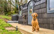 The Lost Cabin Dog Friendly 