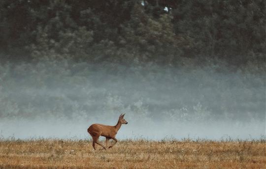 Deer at Luckett Farm