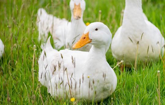 Aylesbury ducks