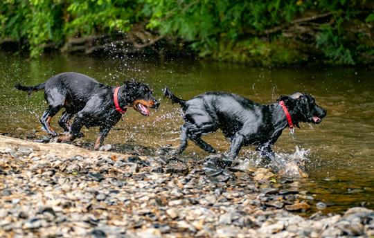 Fun at the river with the dogs