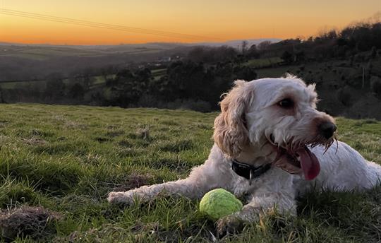 Jaffa the cockapoo enjoying sunset at Kernock