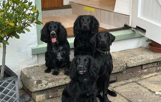 Guest dogs at Coach House