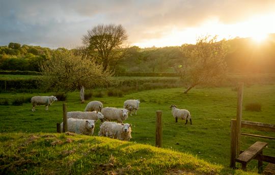 Sheep grazing at sunset in the orchard