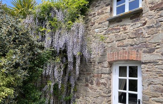 Wisteria