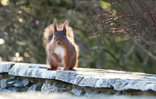 Red squirrel