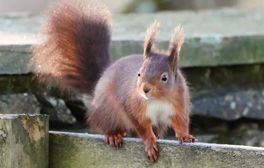 Red squirrel