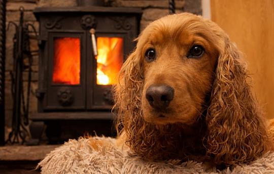 Eddie in front of the fire
