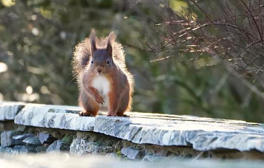 Red squirrel