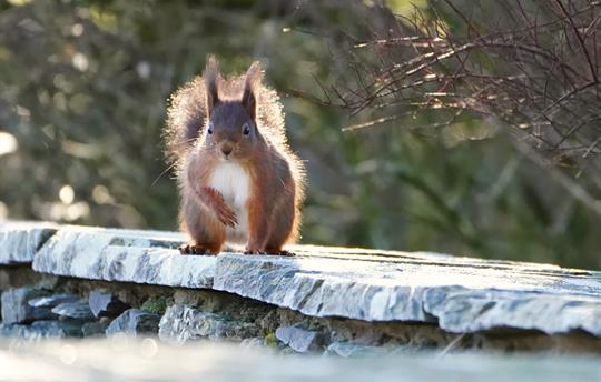Red squirrel