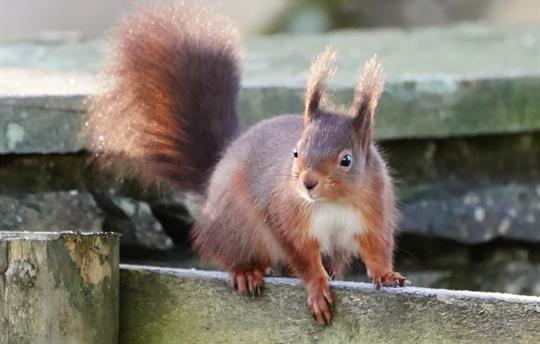Red squirrel