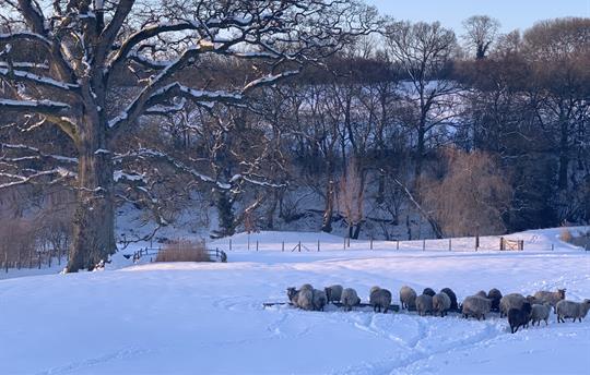 North Ronaldsay Sheep at home in the snow
