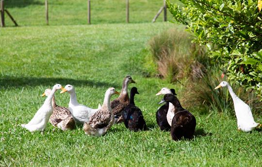 Feeding time for the Indian Runner Ducks 