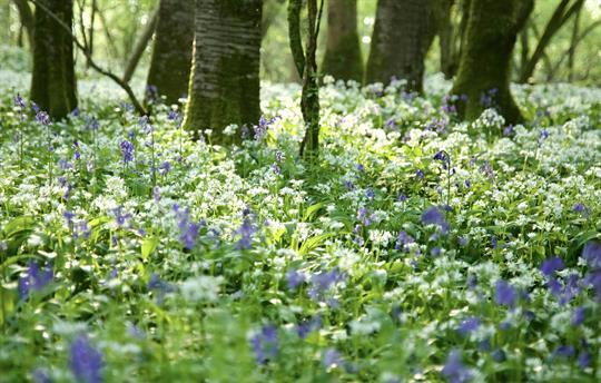 Carpets of wild garlic & bluebells adorn the woods