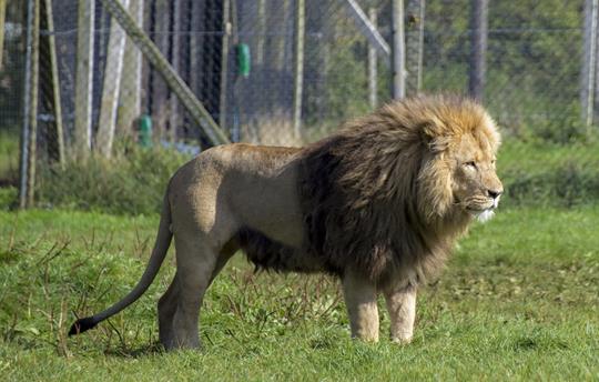 Enjoy a Family day out at Longleat Safari Park 