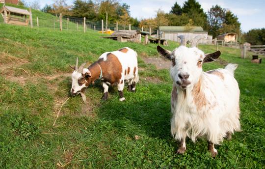 Meet Beauty & Ginger the adorable Pygmy Goats 