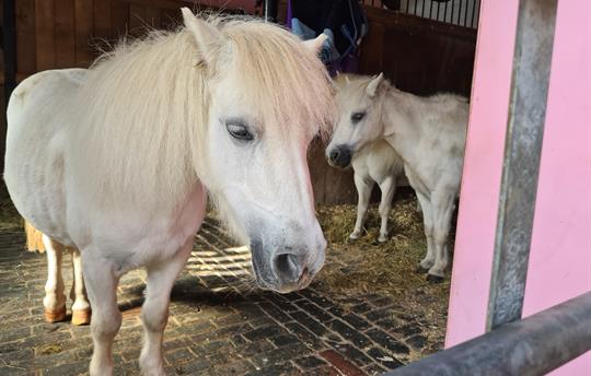 Pet a Pony and ride on a Tractor at Park Hall Farm
