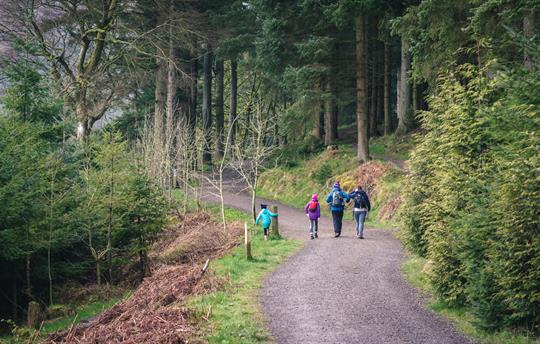 Whinlatter Forest