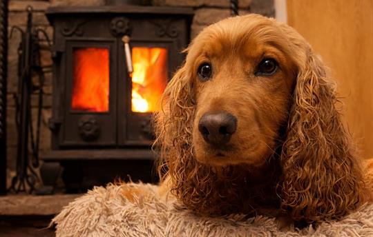 Eddie in front of the fire