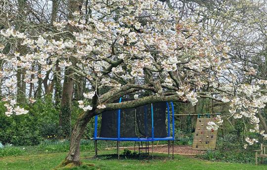 Broomhill Manor Trampoline
