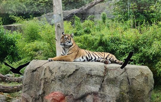Chester Zoo - Fantastic day out for all ages