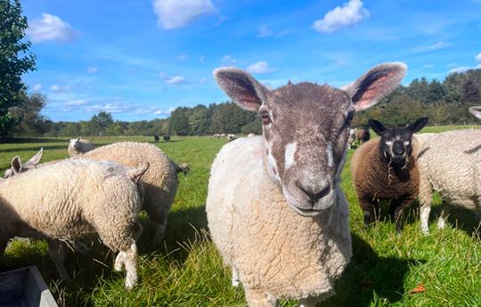 Older lamb up close