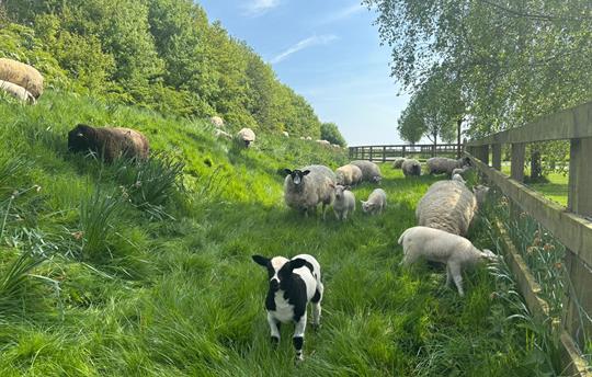 Spotty lamb on the bank by the driveway
