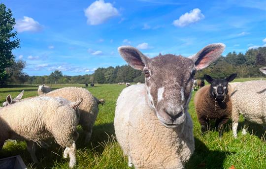 Older lamb up close