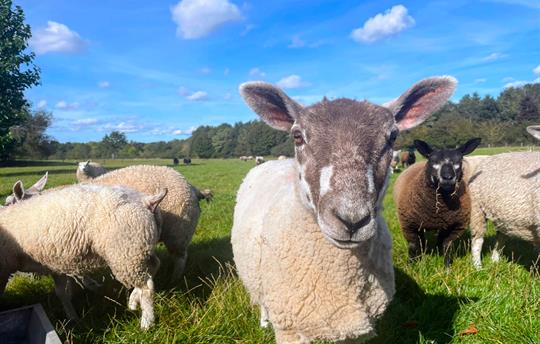 Older lamb up close