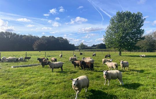 Sheep in the fields at Broadgate Farm