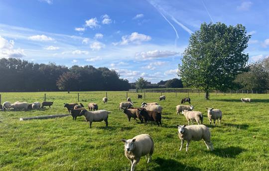 Sheep in the fields at Broadgate Farm