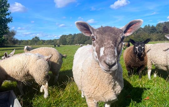 Older lamb up close