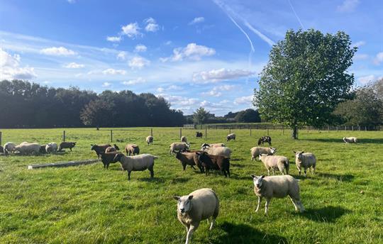 Sheep in the fields at Broadgate Farm
