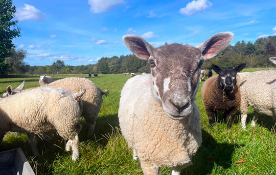 Older lamb up close