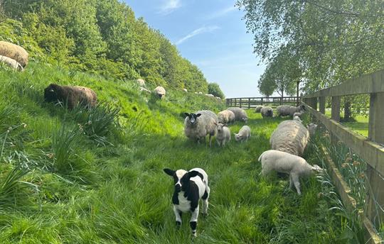 Spotty lamb on the bank by the driveway