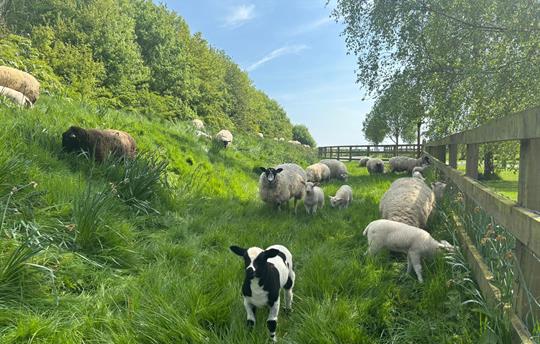 Spotty lamb on the bank by the driveway