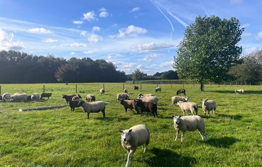 Sheep in the fields at Broadgate Farm