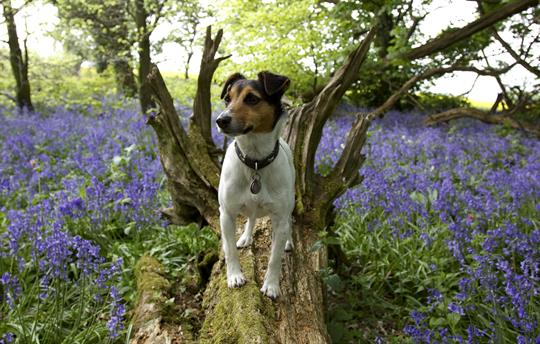 Dogs (of all sizes) welcome 