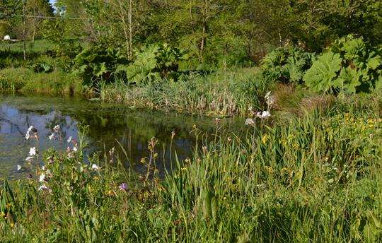 Wildlife pond