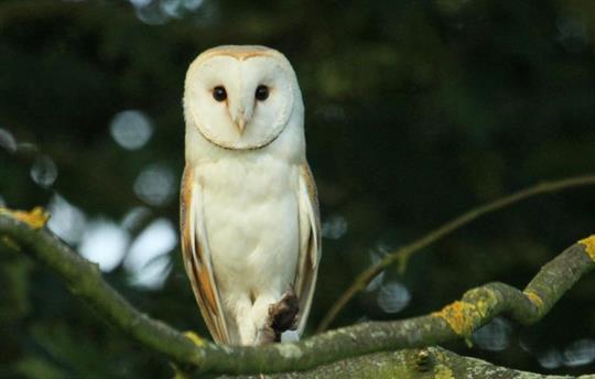 Barn Owl and prey at High Barn