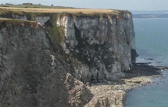 The cliff tops Bempton