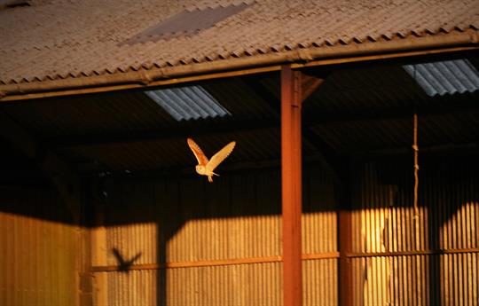 Barn owls nest in our hay barn 