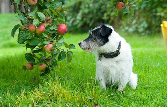 Dogs are always welcome