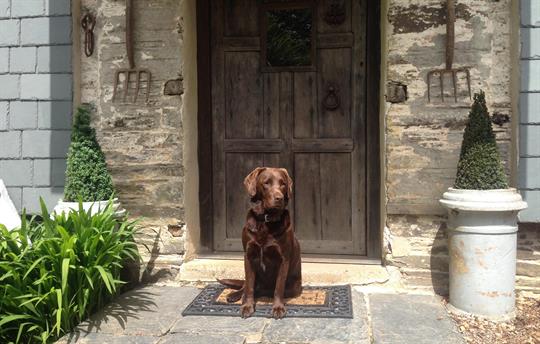 Multiple Dog & Pet friendly, all breeds welcome!