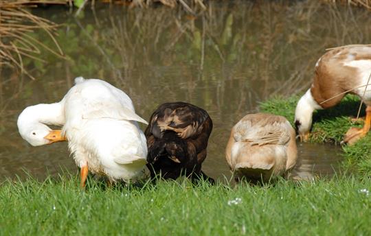 Fresh eggs every day