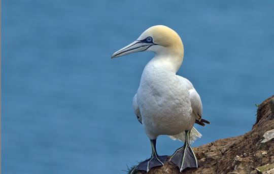 Bempton Gannet 