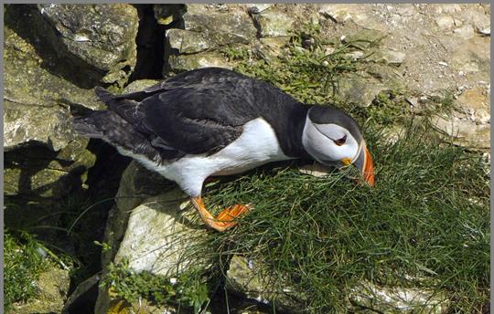 Bempton Puffin