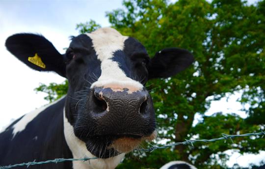 Meet the neighbours for their morning drink