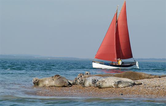 Seals at Morston