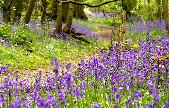 Bluebell wood